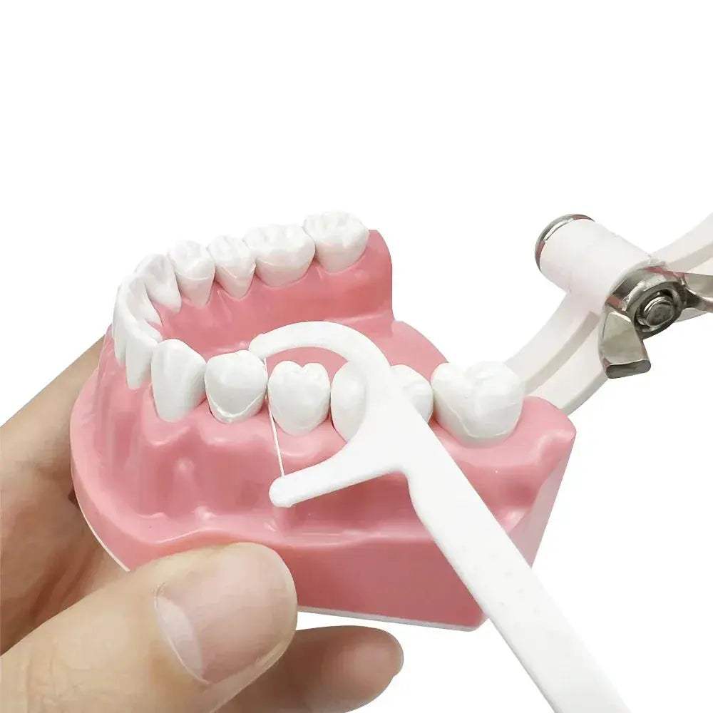 Plastic Teeth Model For Dental Teaching And Patient Communication - ToylandEU
