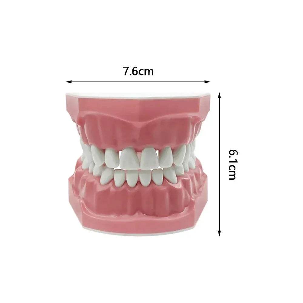 Plastic Teeth Model For Dental Teaching And Patient Communication - ToylandEU