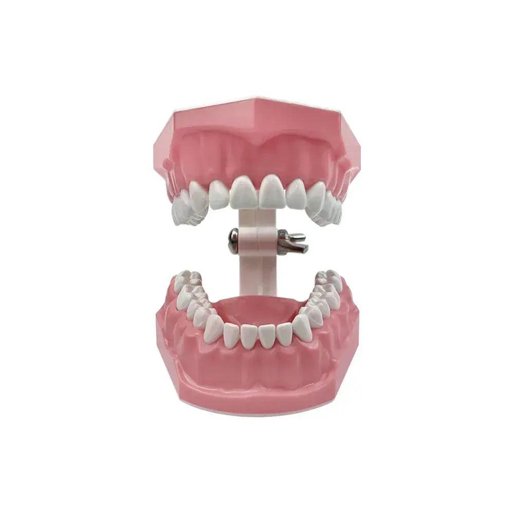  Plastic Teeth Model for Dental Teaching and Clinic Prep -  ToylandEU™