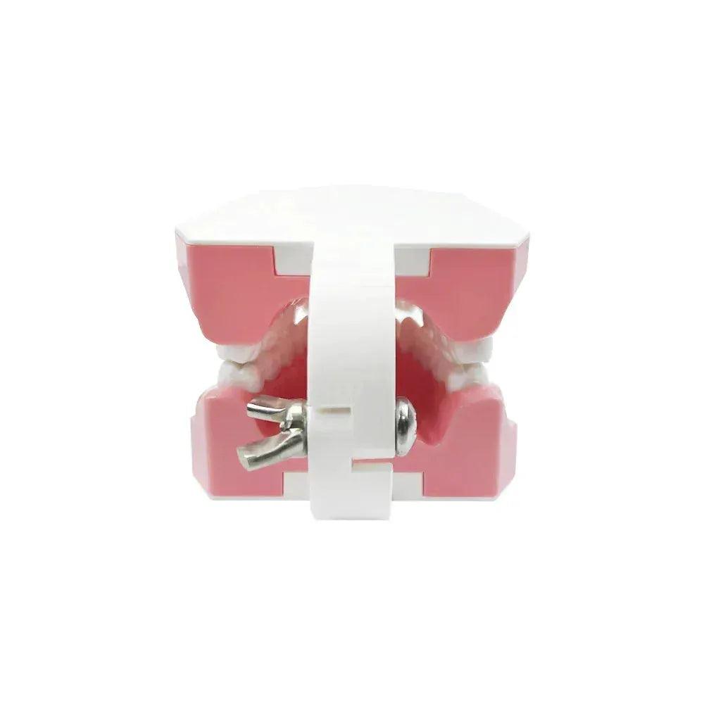 Plastic Teeth Model for Dental Teaching and Clinic Prep -  ToylandEU™