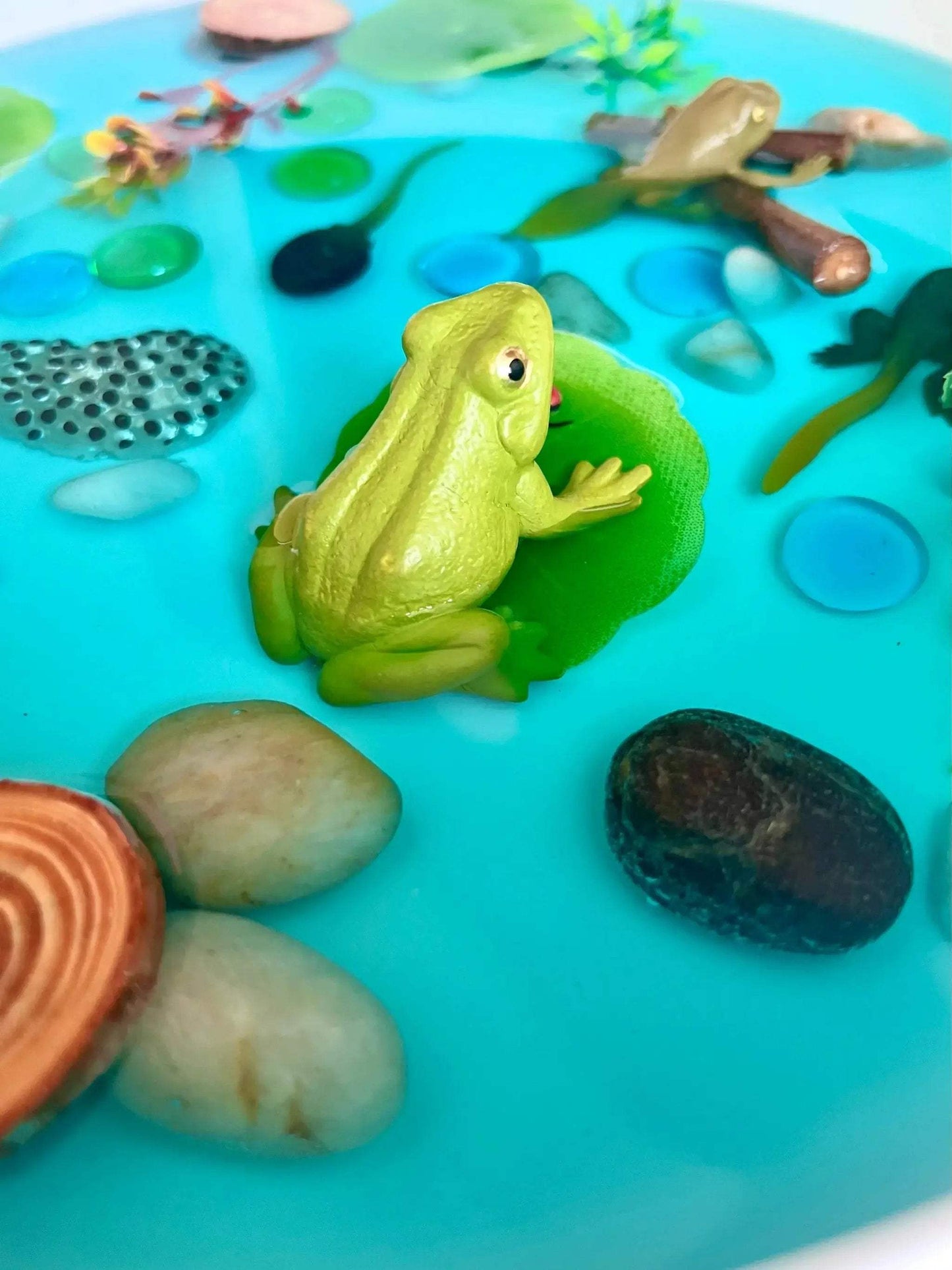 Pond Life Cycle Sensory Kit And Water Play - ToylandEU