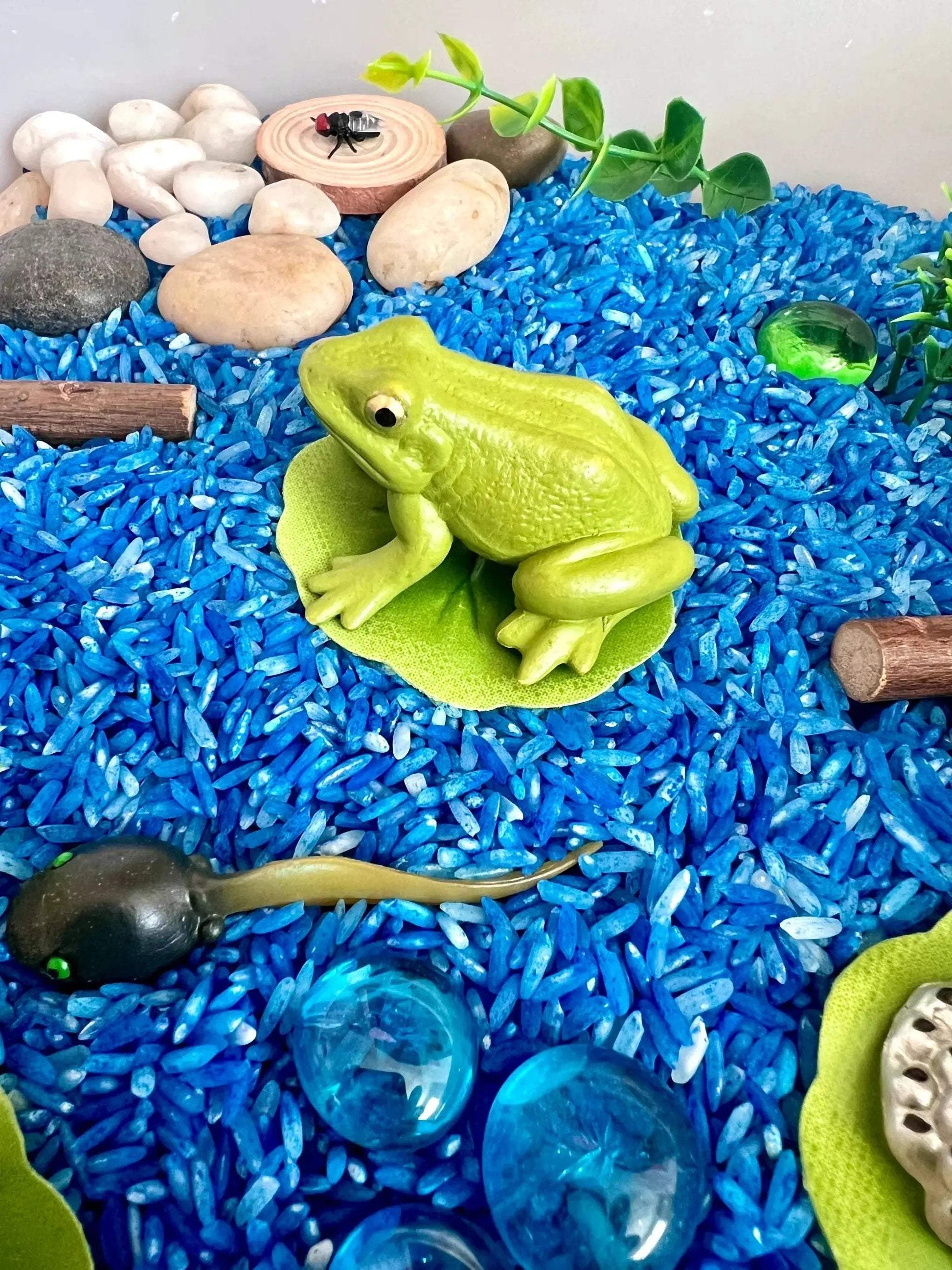 Pond Life Cycle Sensory Kit And Water Play - ToylandEU