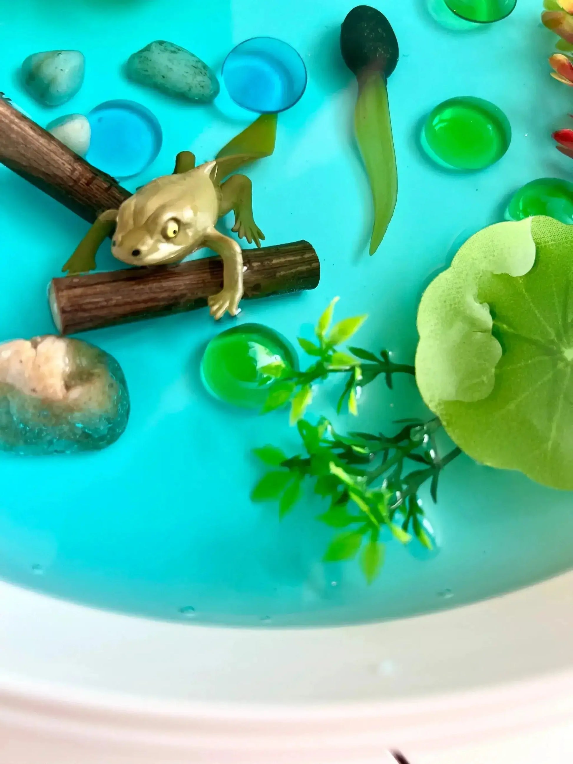 Pond Life Cycle Sensory Kit And Water Play - ToylandEU