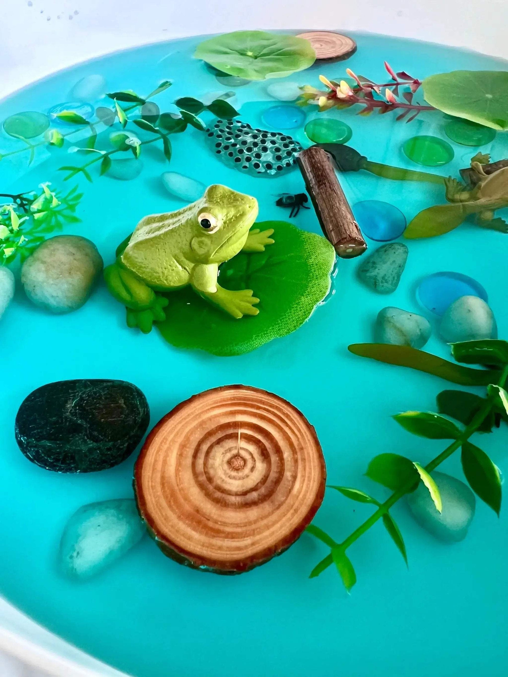 Pond Life Cycle Sensory Kit And Water Play - ToylandEU