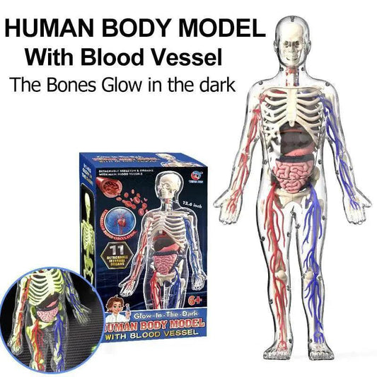  Portable Anatomy Model Manikin TwoInOne Toyland EU -  ToylandEU™