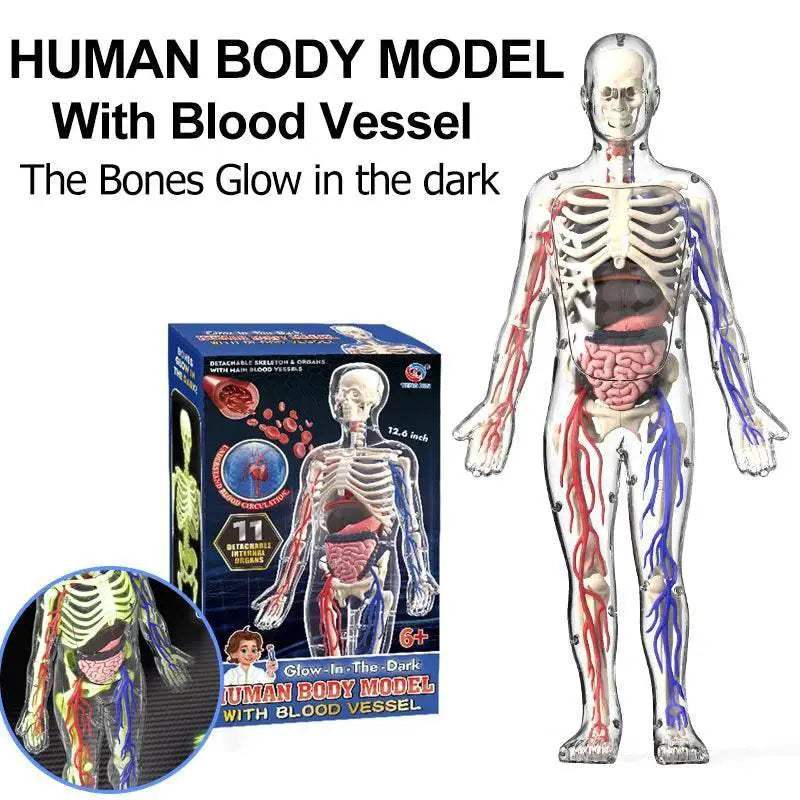  Portable Anatomy Model Manikin TwoInOne Toyland EU -  ToylandEU™