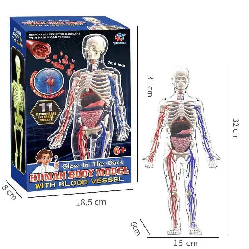  Portable Anatomy Model Manikin TwoInOne Toyland EU -  ToylandEU™