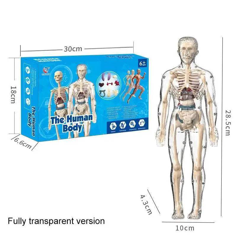 Portable Anatomy Model Manikin TwoInOne Toyland EU -  ToylandEU™