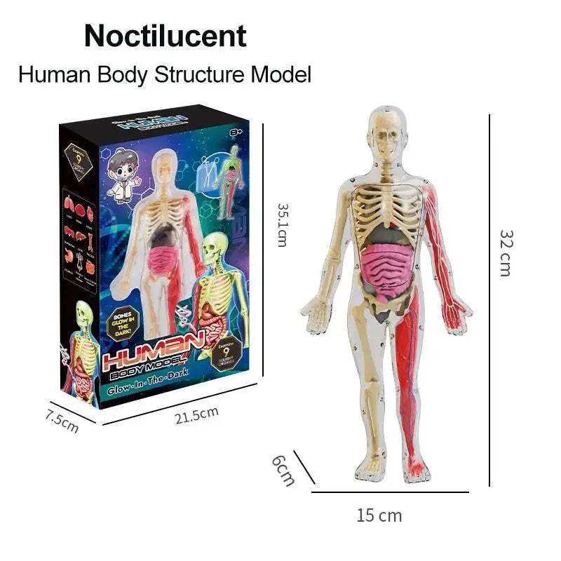  Portable Anatomy Model Manikin TwoInOne Toyland EU -  ToylandEU™