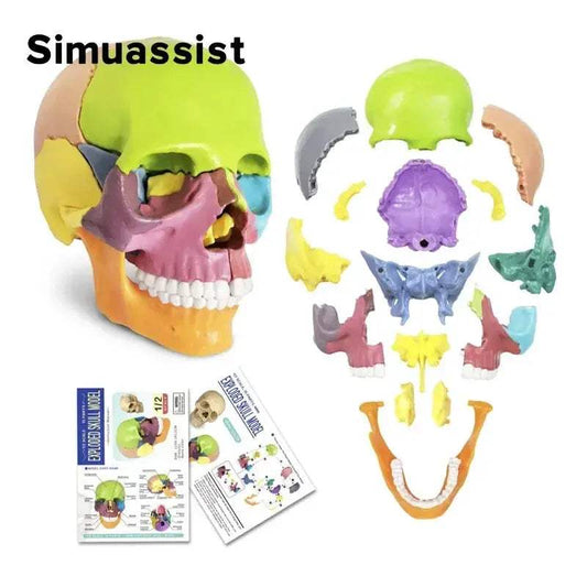  Skull Anatomy Model Portable 15 Parts Medical Teaching -  ToylandEU™
