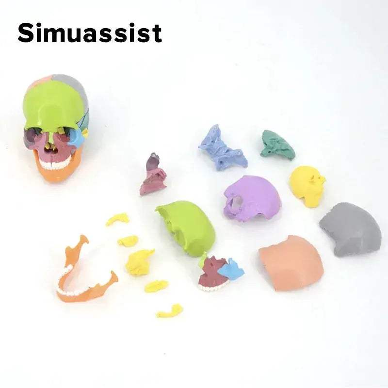 Portable Skull Anatomy Model 15 Parts For Medical Teaching - ToylandEU