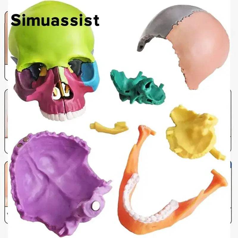 Portable Skull Anatomy Model 15 Parts For Medical Teaching - ToylandEU
