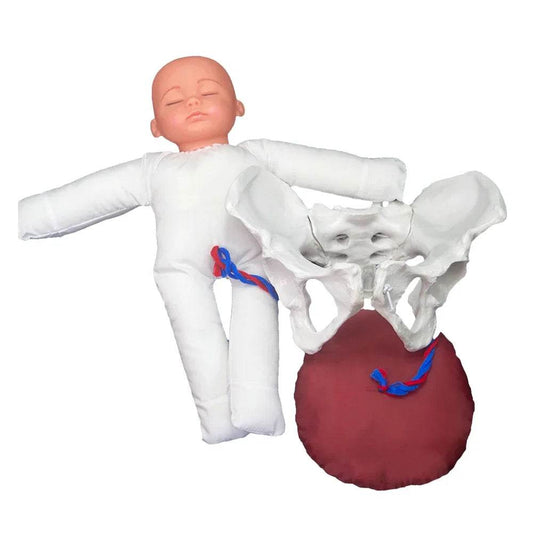 Premium 1To1 Life Size Pelvis Model For Medical Education - ToylandEU