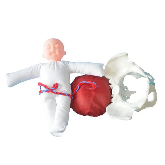 Premium 1To1 Life Size Pelvis Model For Medical Education - ToylandEU