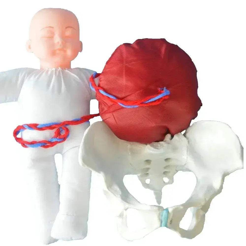 Premium 1To1 Life Size Pelvis Model For Medical Education - ToylandEU
