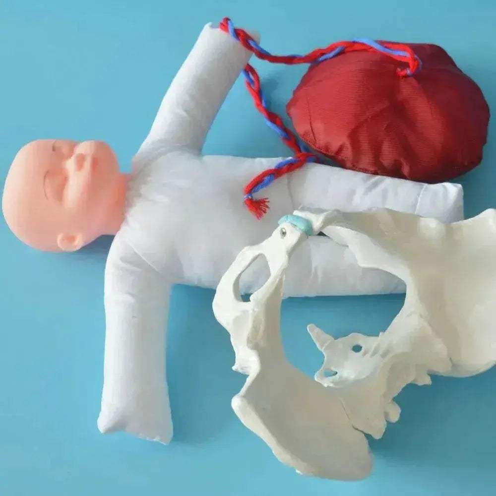 Premium 1To1 Life Size Pelvis Model For Medical Education - ToylandEU