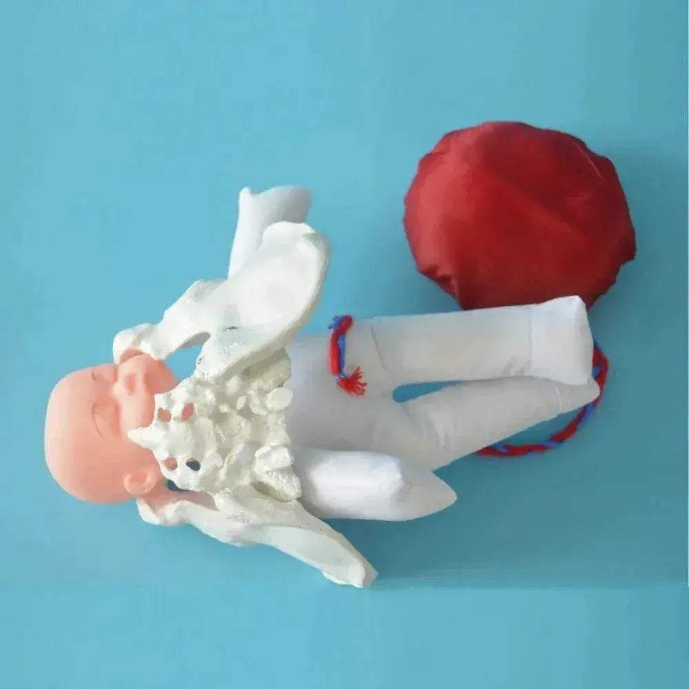 Premium 1To1 Life Size Pelvis Model For Medical Education - ToylandEU