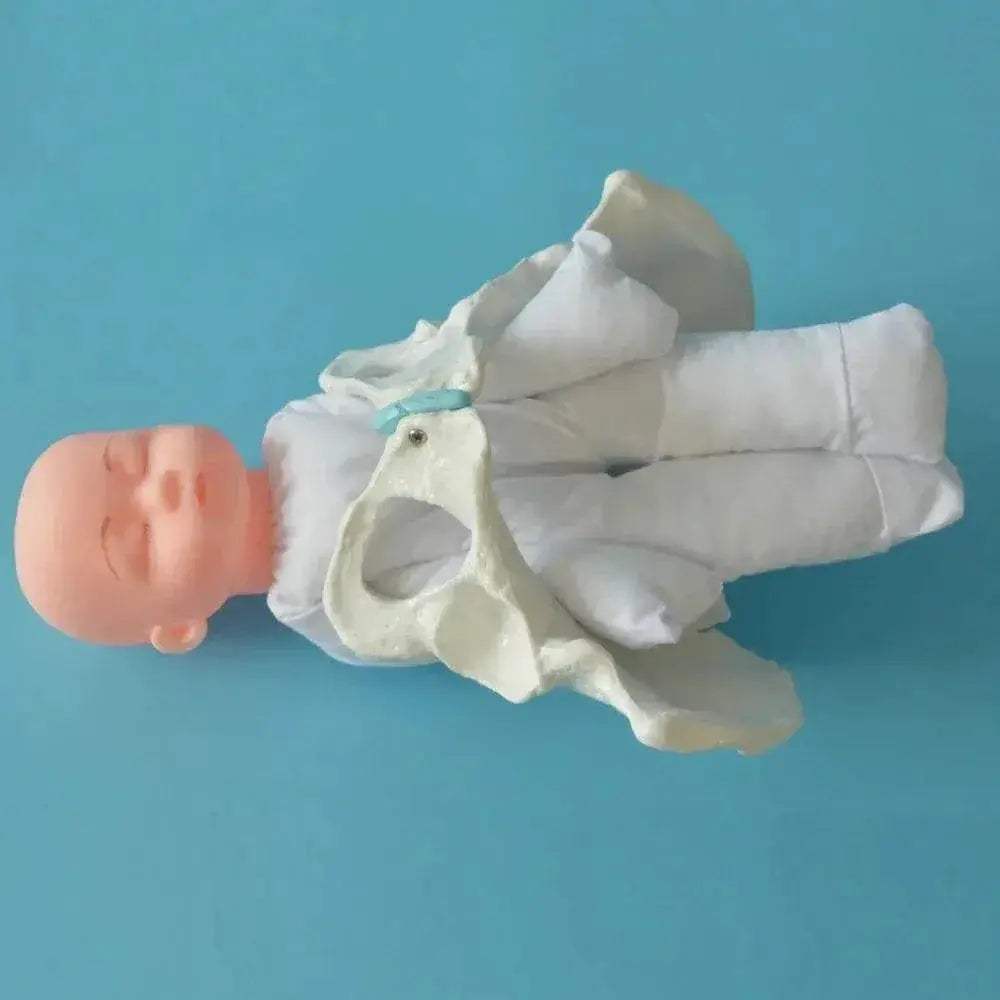 Premium 1To1 Life Size Pelvis Model For Medical Education - ToylandEU