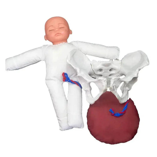  Premium 1To1 Pelvis Model Life Size Toyland EU -  ToylandEU™