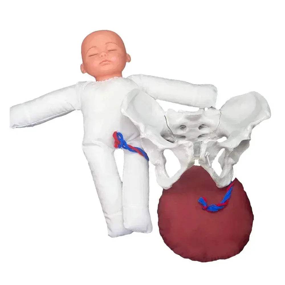  Premium 1To1 Pelvis Model Life Size Toyland EU -  ToylandEU™