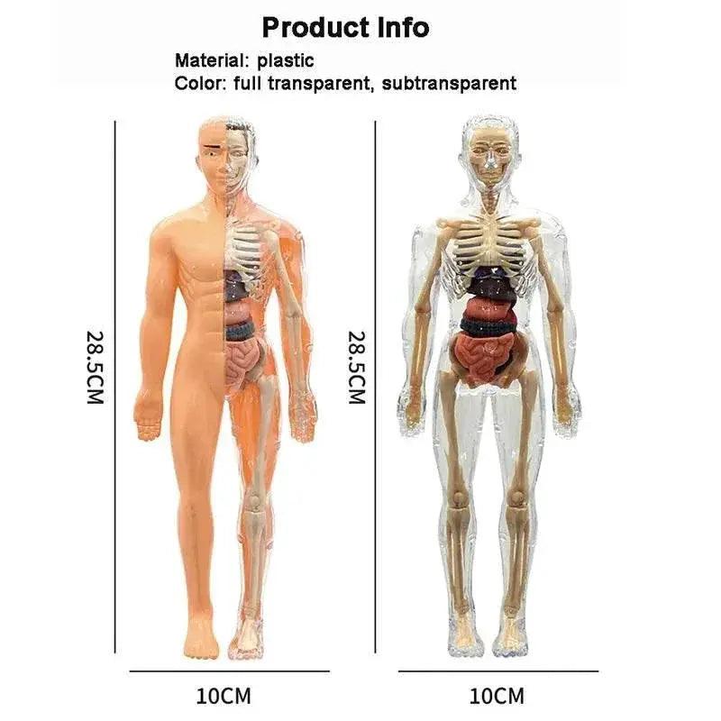  Premium 3D Human Body Model Educational Toy Toyland EU -  ToylandEU™