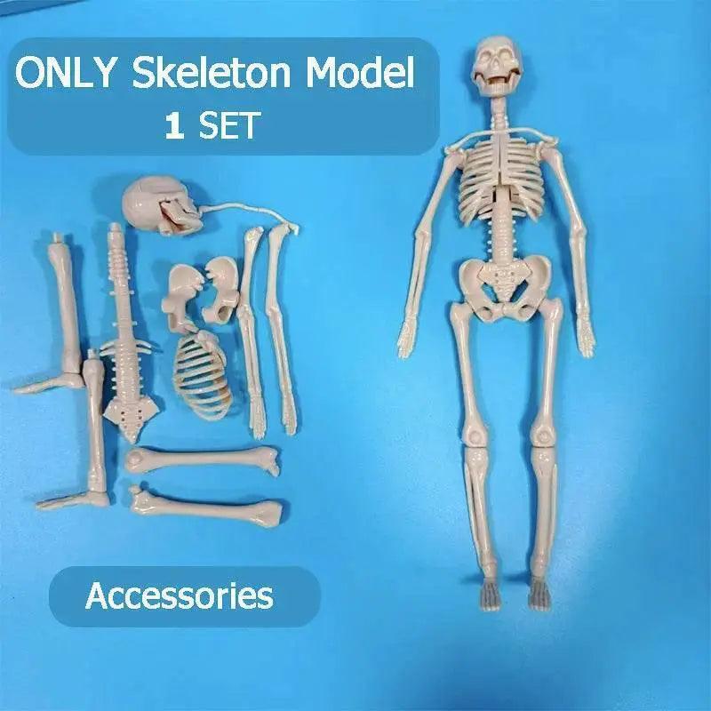  Premium 3D Human Body Model Educational Toy Toyland EU -  ToylandEU™