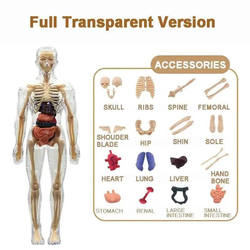  Premium 3D Human Body Model Educational Toy Toyland EU -  ToylandEU™