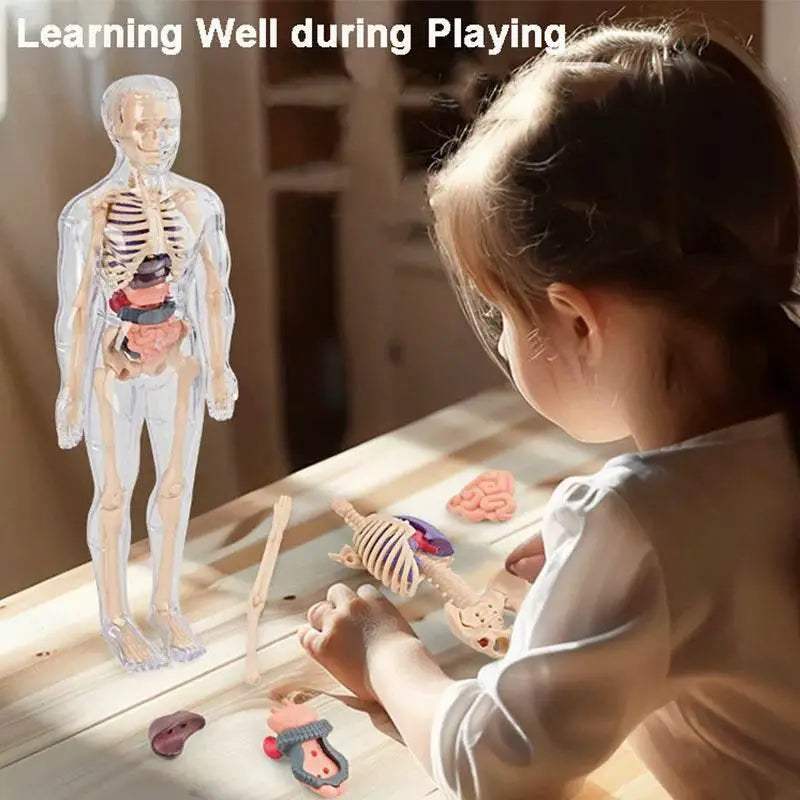  Premium 3D Human Body Model Educational Toy Toyland EU -  ToylandEU™