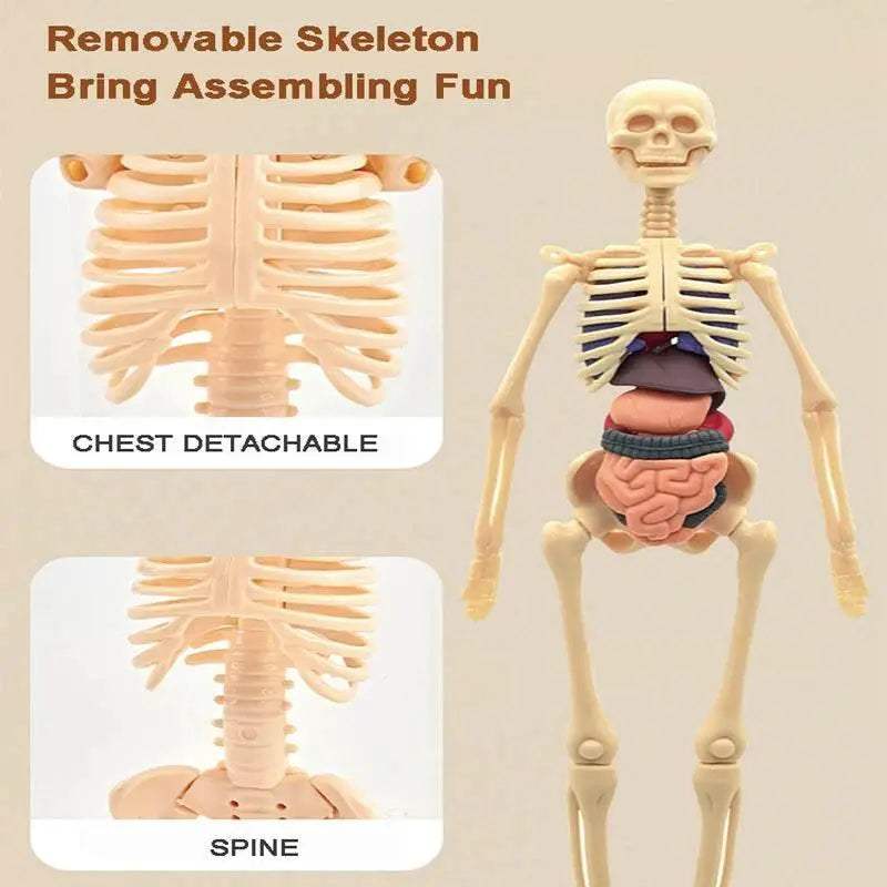  Premium 3D Human Body Model Educational Toy Toyland EU -  ToylandEU™