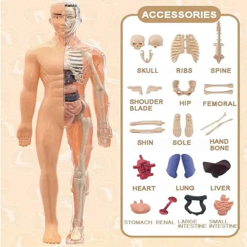  Premium 3D Human Body Model Educational Toy Toyland EU -  ToylandEU™