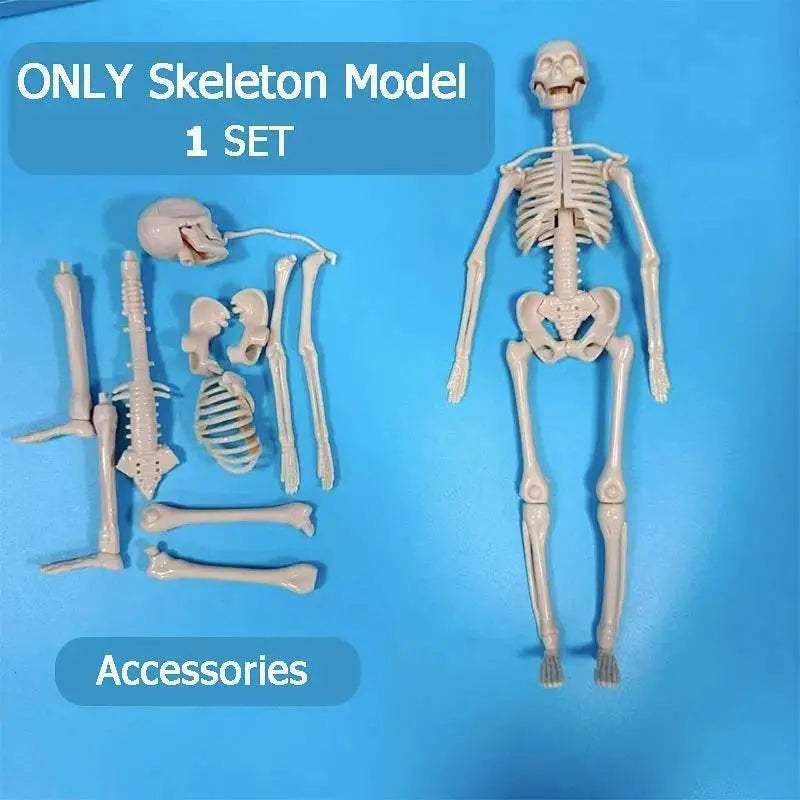  Premium 3D Human Body Model Educational Toy Toyland EU -  ToylandEU™