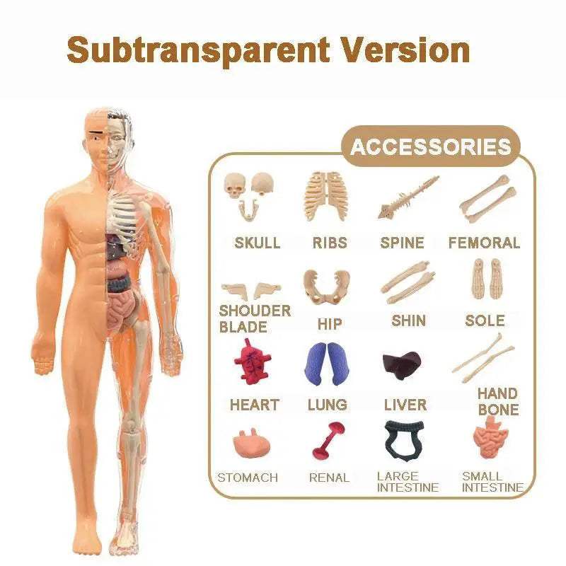  Premium 3D Human Body Model Educational Toy Toyland EU -  ToylandEU™