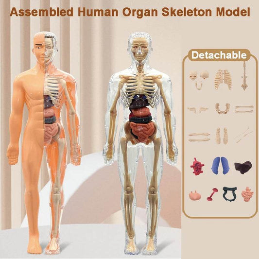 Premium 3D Human Body Model Two Kinds Kids Educational Toy - ToylandEU