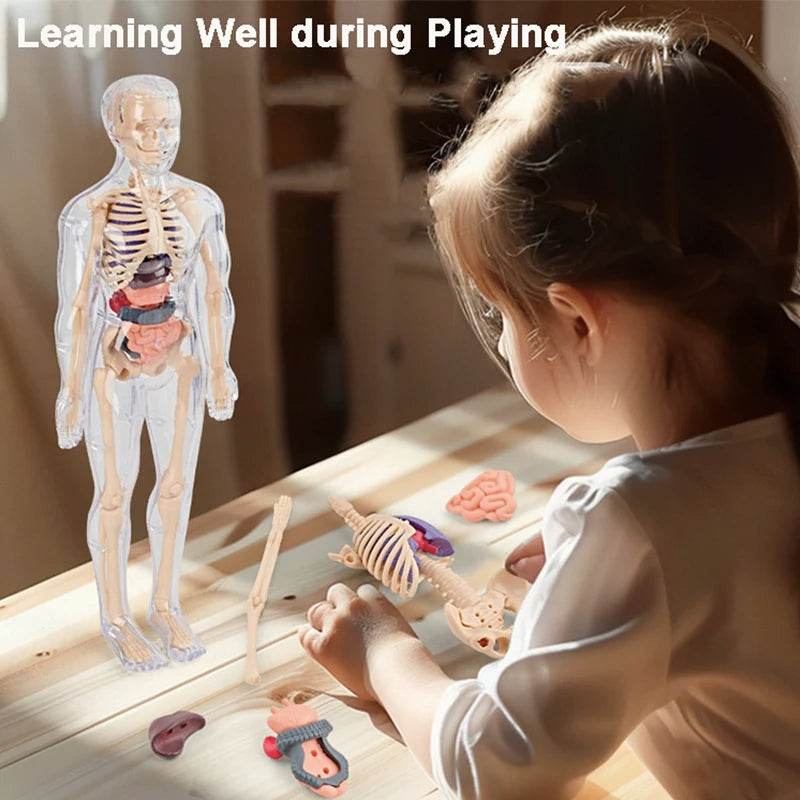 Premium 3D Human Body Model Two Kinds Kids Educational Toy - ToylandEU