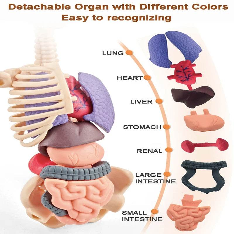 Premium 3D Human Body Model Two Kinds Kids Educational Toy - ToylandEU