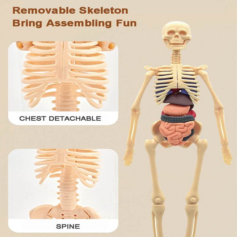 Premium 3D Human Body Model Two Kinds Kids Educational Toy - ToylandEU