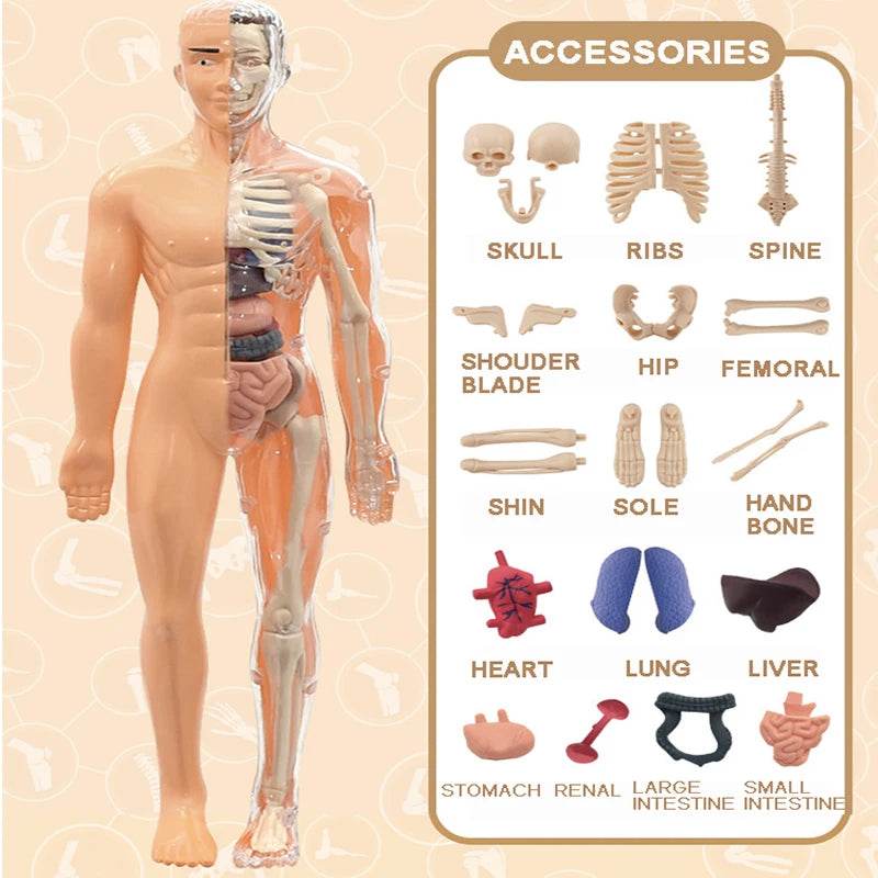 Premium 3D Human Body Model Two Kinds Kids Educational Toy - ToylandEU