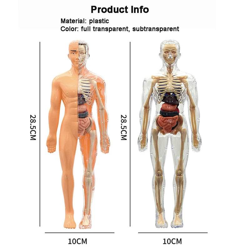 Premium 3D Human Body Model Two Kinds Kids Educational Toy - ToylandEU