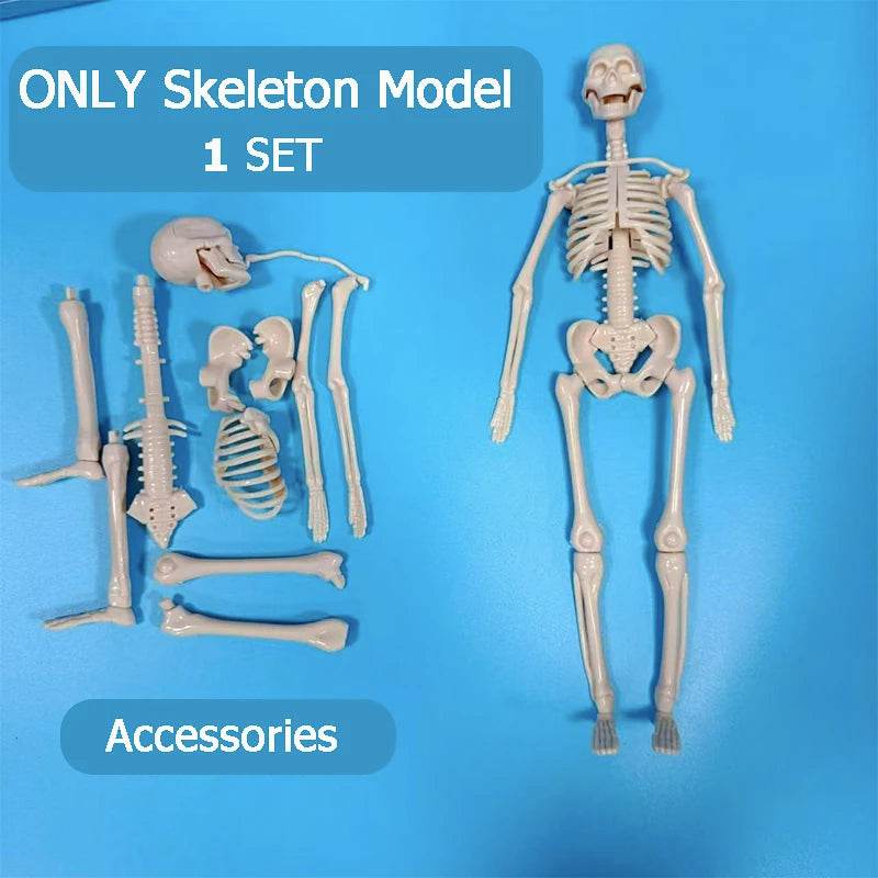 Premium 3D Human Body Model Two Kinds Kids Educational Toy - ToylandEU