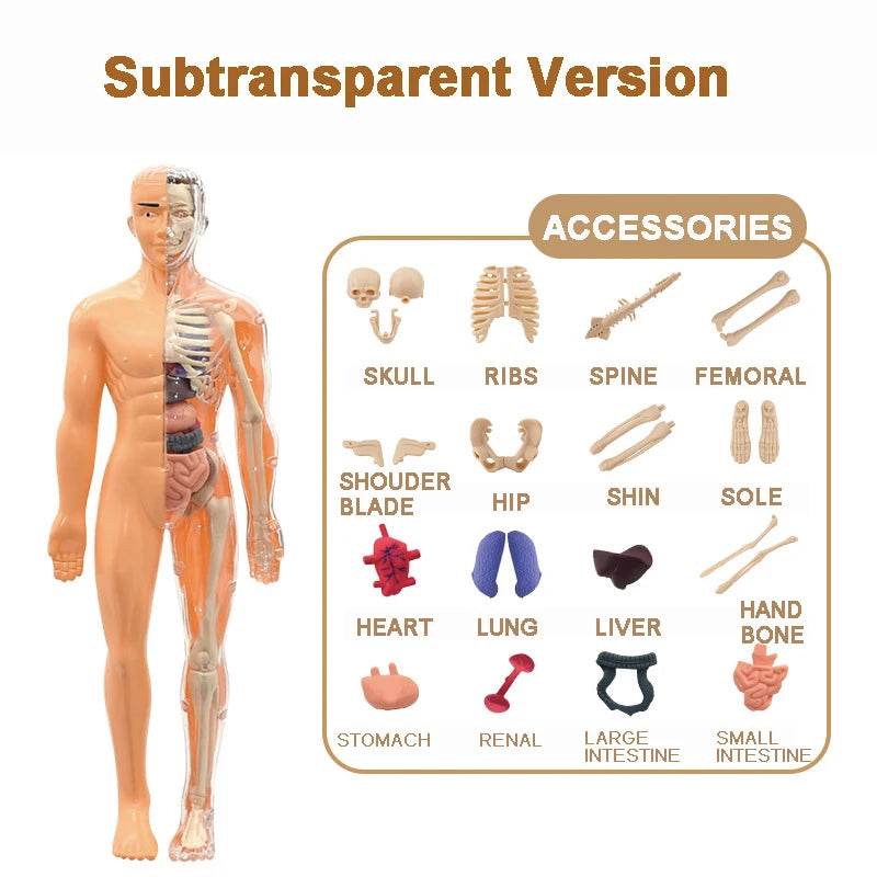 Premium 3D Human Body Model Two Kinds Kids Educational Toy - ToylandEU