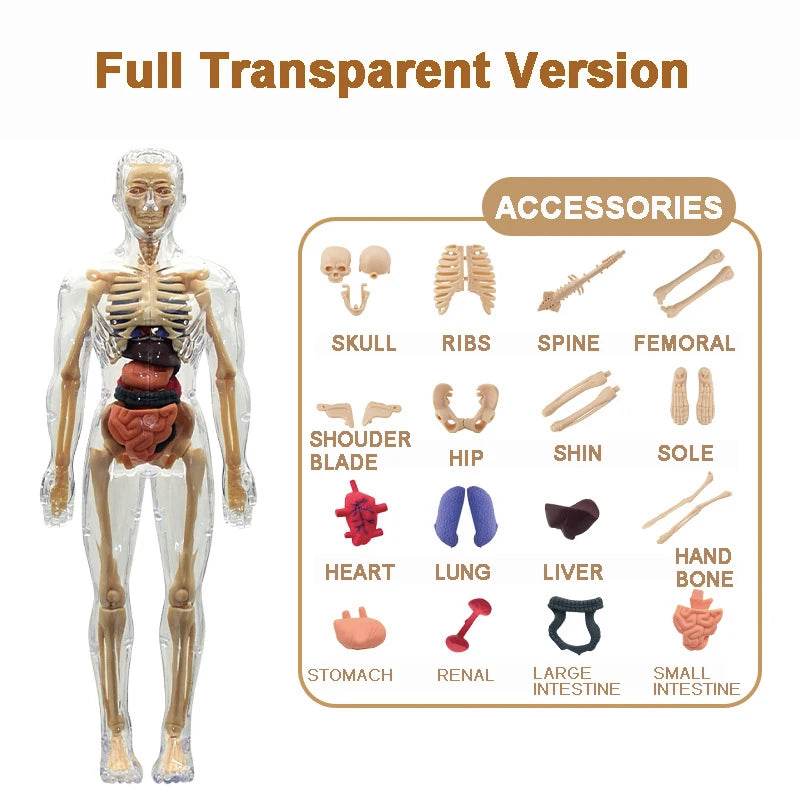Premium 3D Human Body Model Two Kinds Kids Educational Toy - ToylandEU