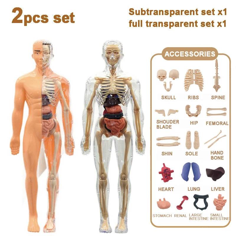 Premium 3D Human Body Model Two Kinds Kids Educational Toy - ToylandEU