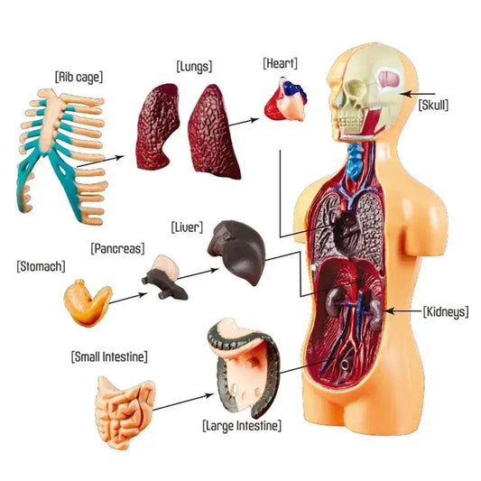  Premium Anatomical Torso Model Educational Toyland EU -  ToylandEU™