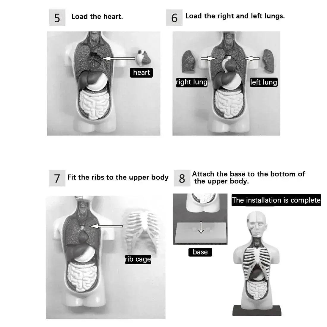  Premium Anatomical Torso Model Educational Toyland EU -  ToylandEU™