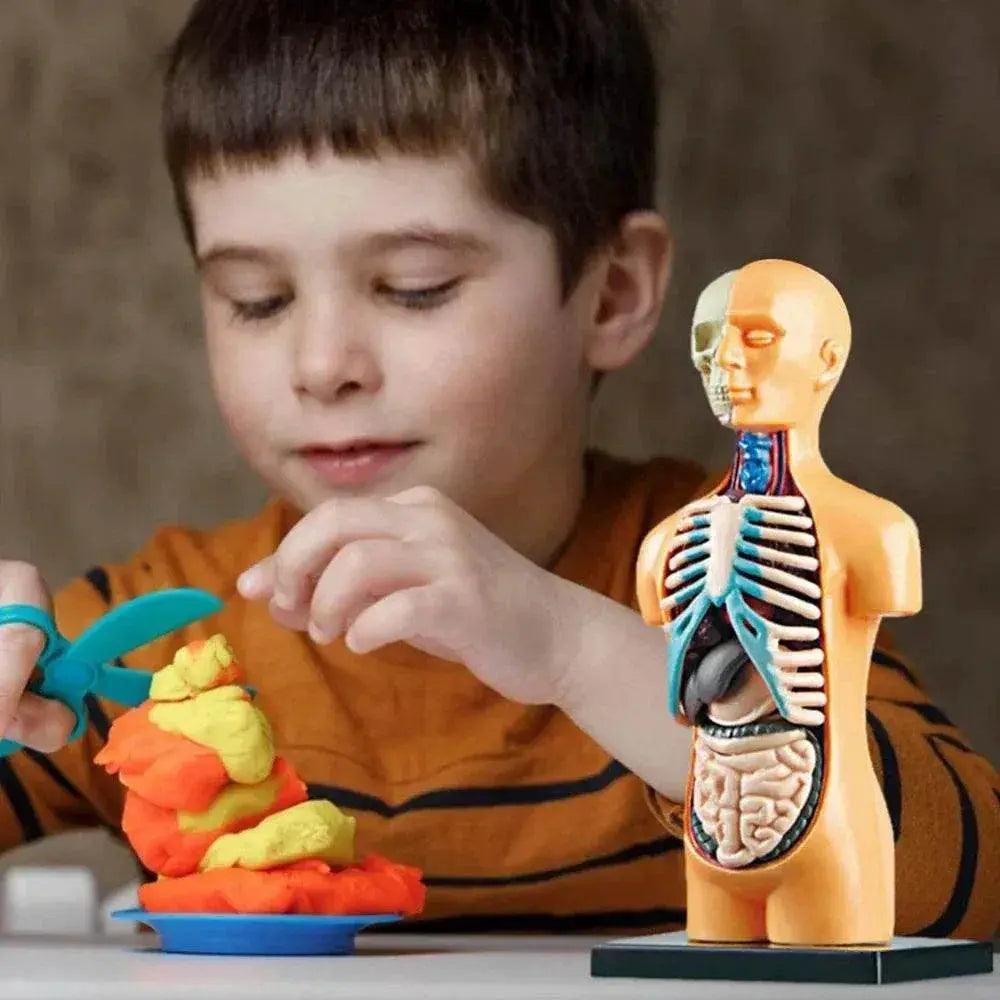  Premium Anatomical Torso Model Educational Toyland EU -  ToylandEU™