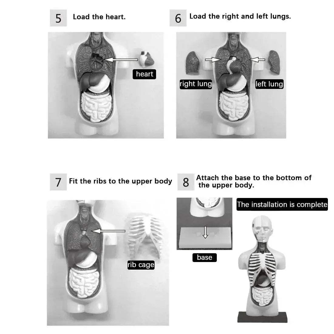  Premium Anatomical Torso Model Educational Toyland EU -  ToylandEU™