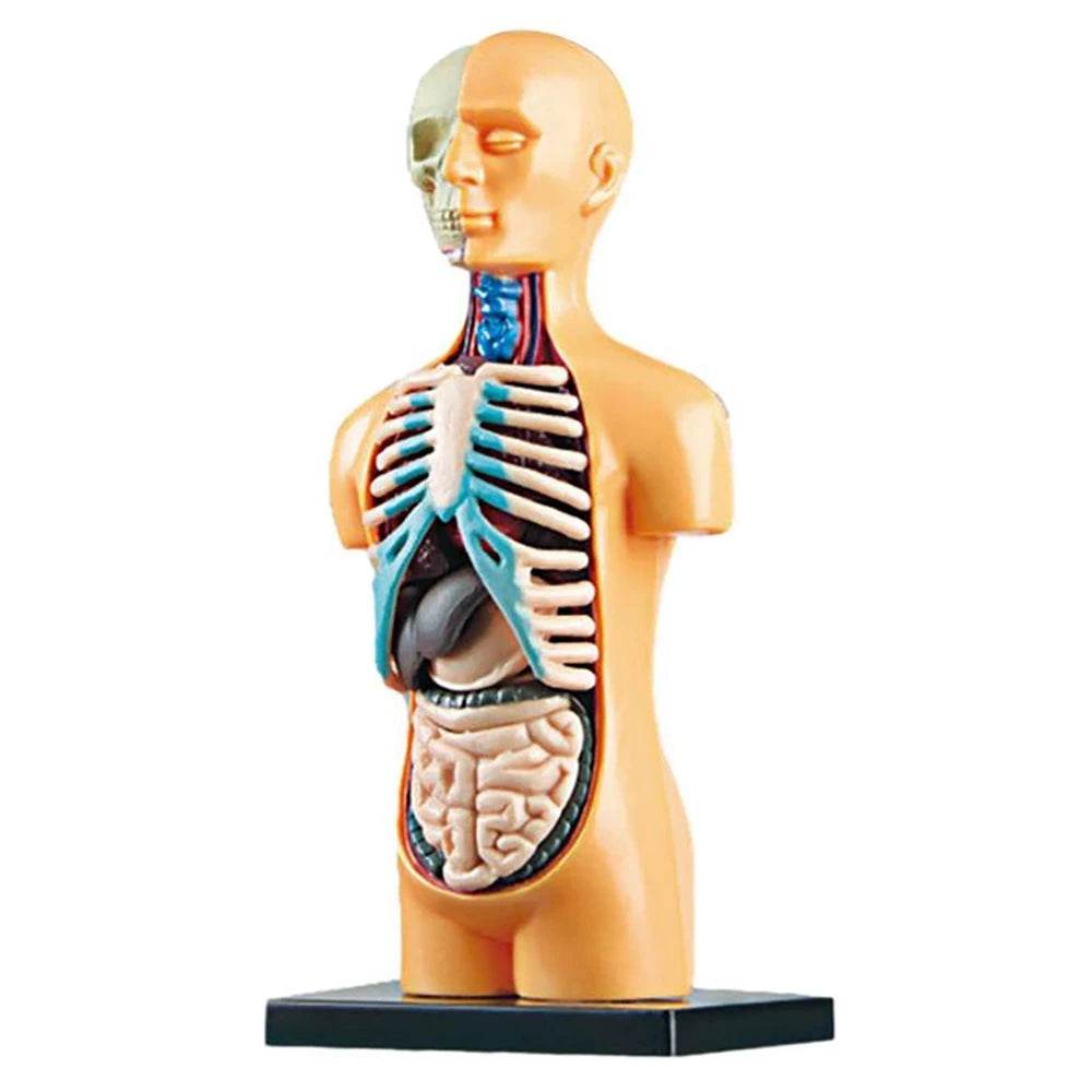 Premium Anatomical Torso Model Removable 11 Parts Education - ToylandEU