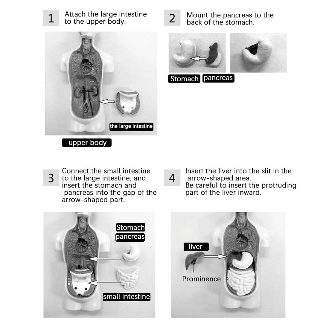 Premium Anatomical Torso Model Removable 11 Parts Education - ToylandEU