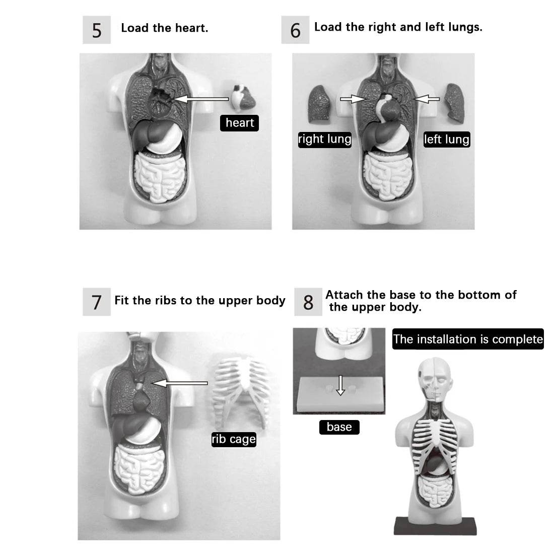 Premium Anatomical Torso Model Removable 11 Parts Education - ToylandEU