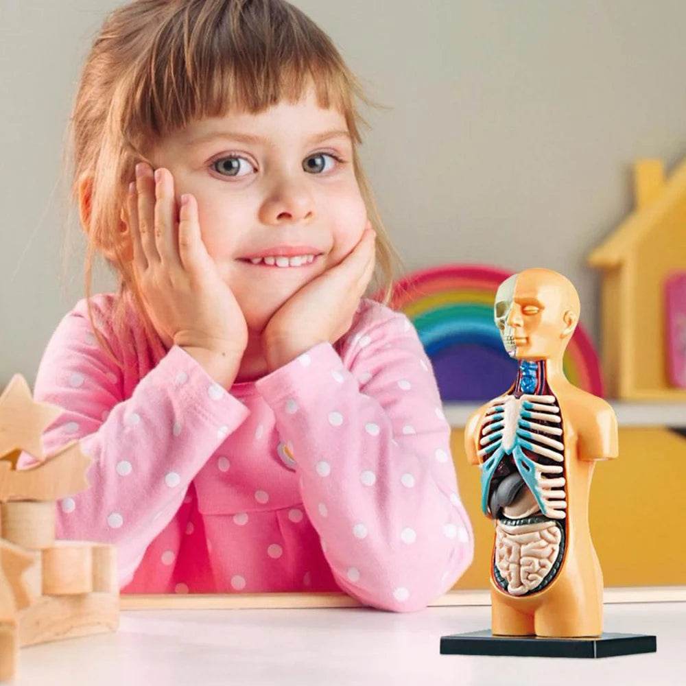 Premium Anatomical Torso Model Removable 11 Parts Education - ToylandEU